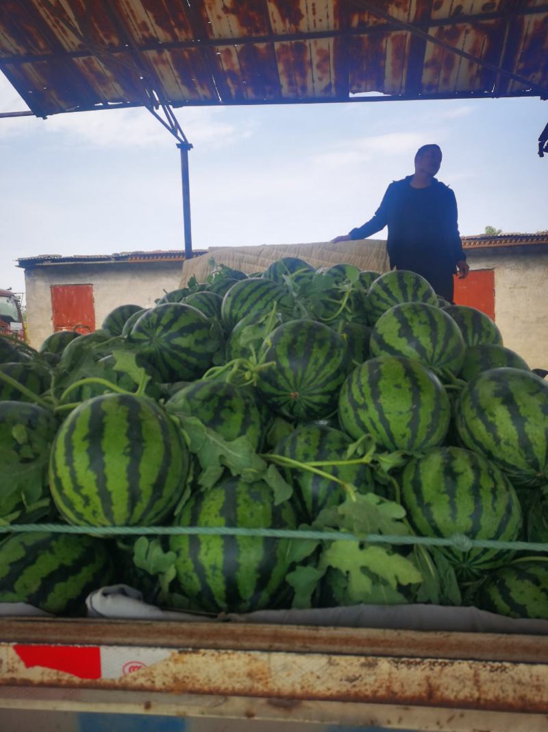 万亩基地河南西瓜大量上市价格低质量好欢迎前来洽谈合