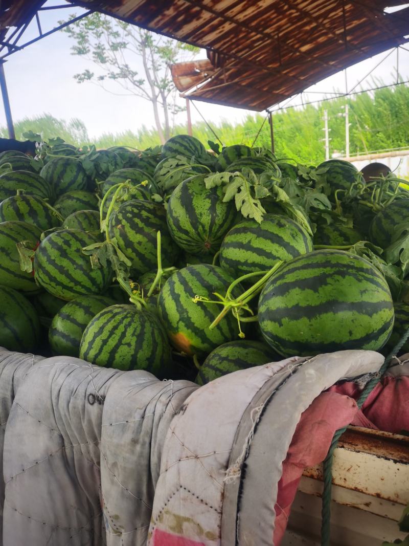 万亩基地河南西瓜大量上市价格低质量好欢迎前来洽谈合