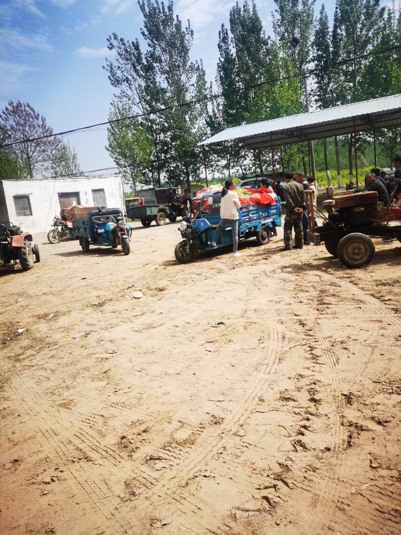 万亩基地河南西瓜大量上市价格低质量好欢迎前来洽谈合
