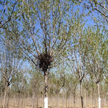 杜仲优质圃苗常年出售各种绿化工程苗木