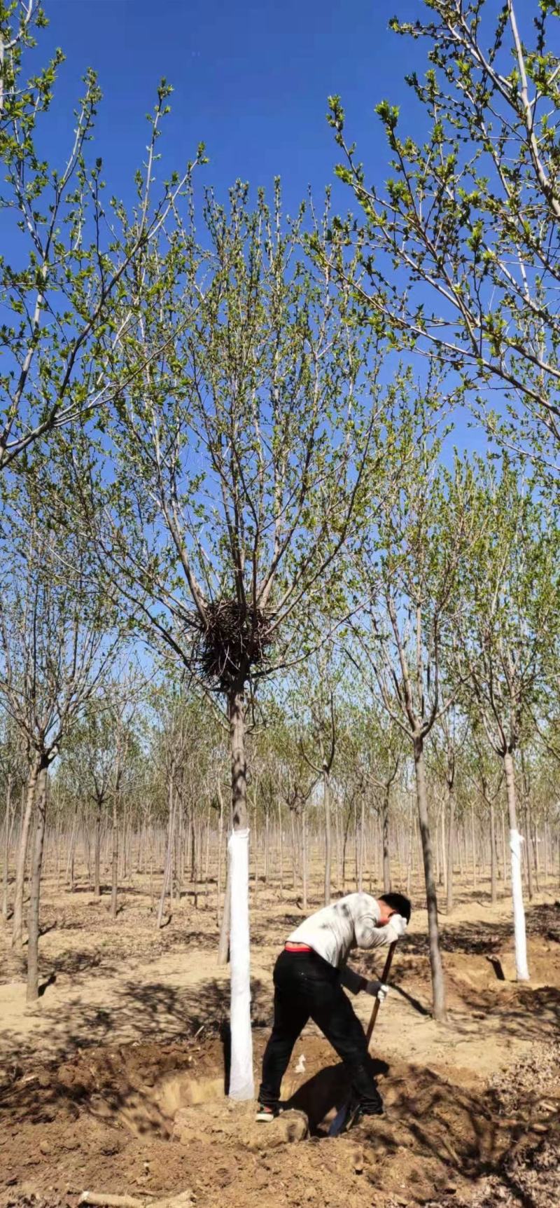 杜仲优质圃苗常年出售各种绿化工程苗木