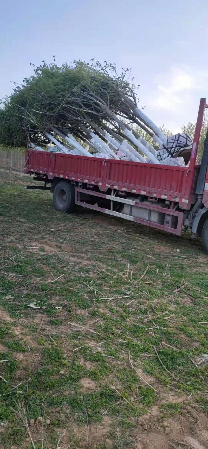 杜仲优质圃苗常年出售各种绿化工程苗木