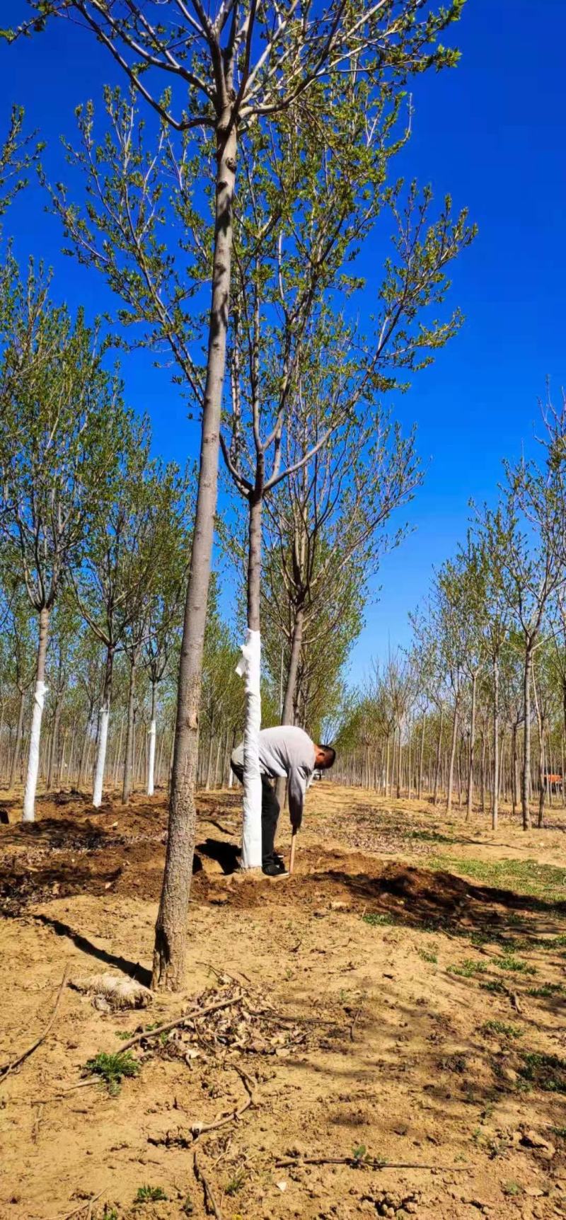 杜仲优质圃苗常年出售各种绿化工程苗木
