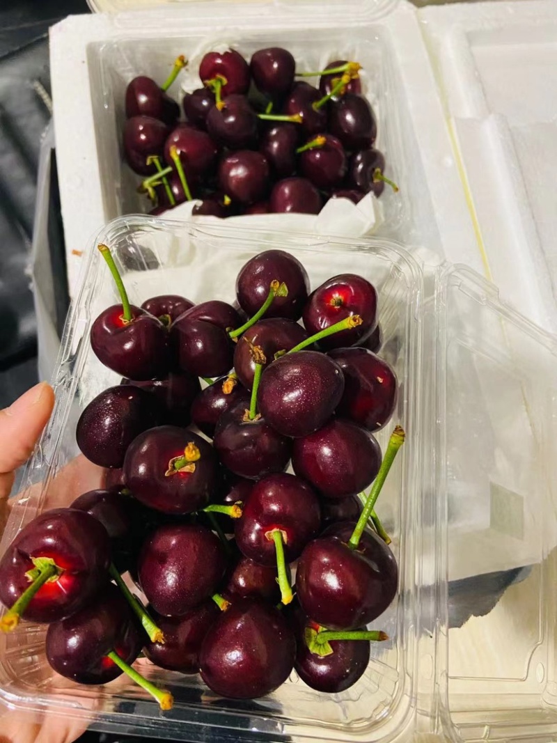 美早樱桃顺丰一件代发