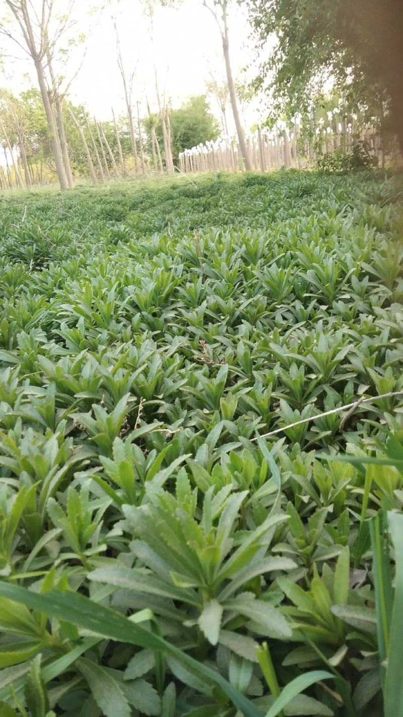 河北保定三七景天种植基地救心菜，高钙菜费菜，