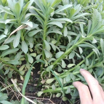 河北保定三七景天种植基地救心菜，高钙菜费菜，