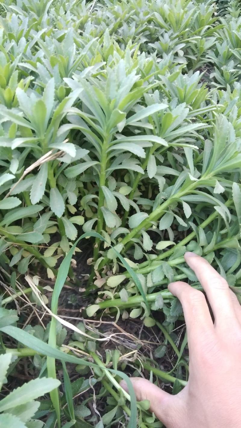河北保定三七景天种植基地救心菜，高钙菜费菜，