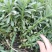 河北保定三七景天种植基地救心菜，高钙菜费菜，