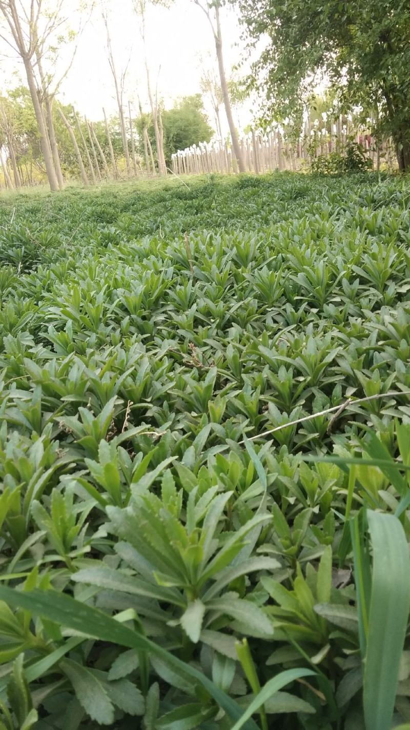河北保定三七景天种植基地救心菜，高钙菜费菜，