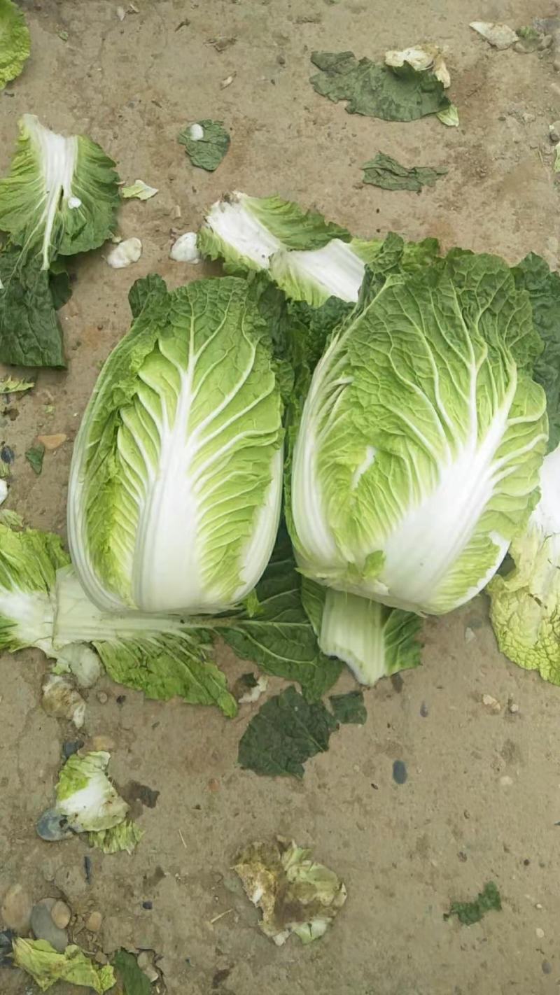春黃心白菜，一手货源，保质保量，量大从优，发货全国。