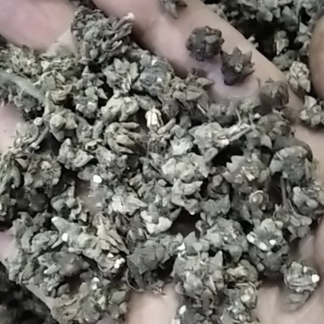 猫爪草野生猫爪草大别山野生中药材可批发零售