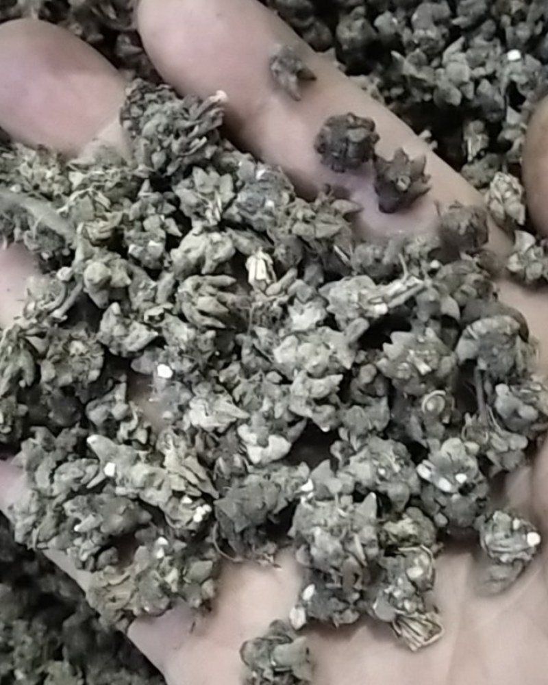 猫爪草野生猫爪草大别山野生中药材可批发零售