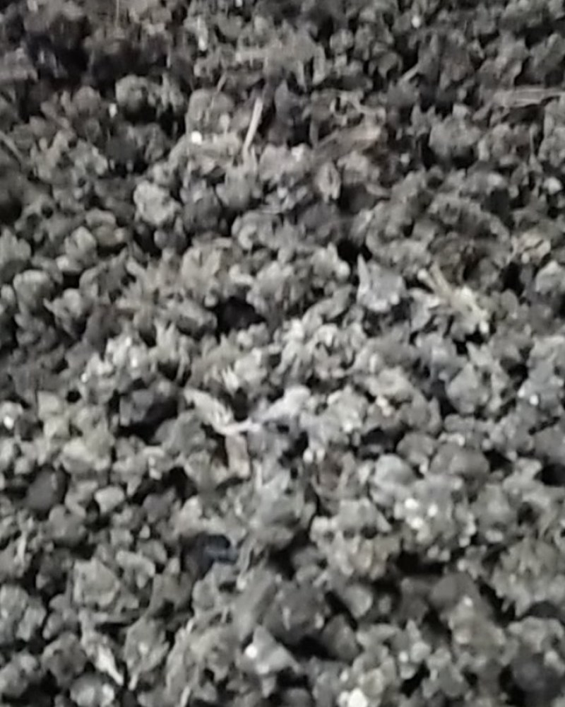 猫爪草野生猫爪草大别山野生中药材可批发零售
