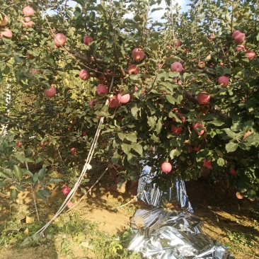 苹果山地红富士苹果条红片红都是大山的