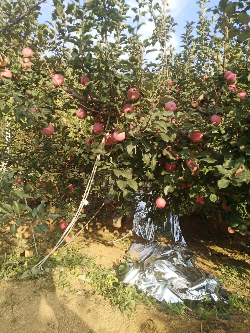 苹果山地红富士苹果条红片红都是大山的