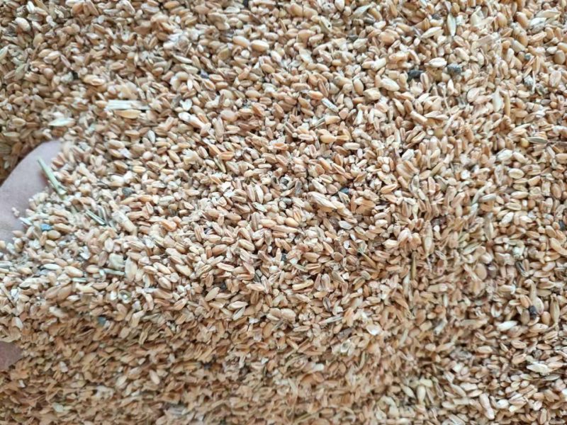 精选碎小麦，水分14%.霉变1%.量大优惠