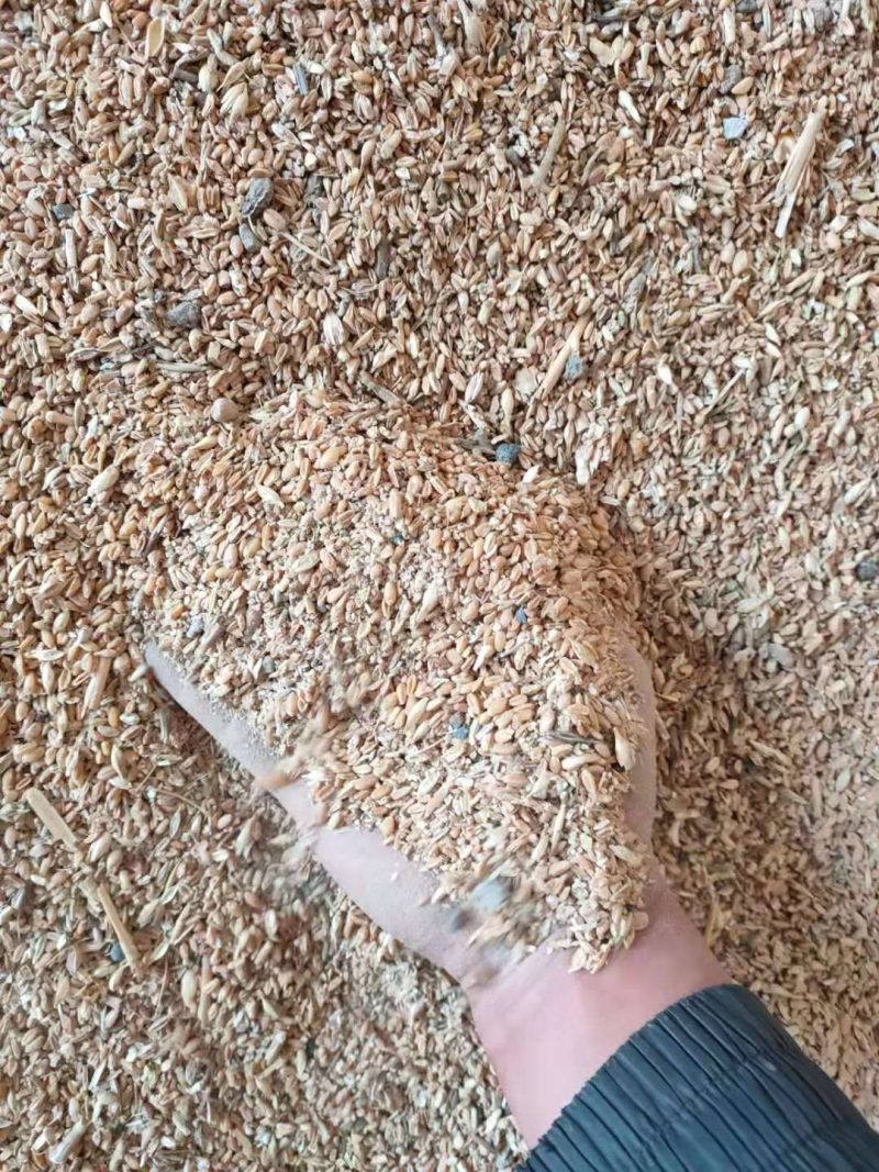 精选碎小麦，水分14%.霉变1%.量大优惠