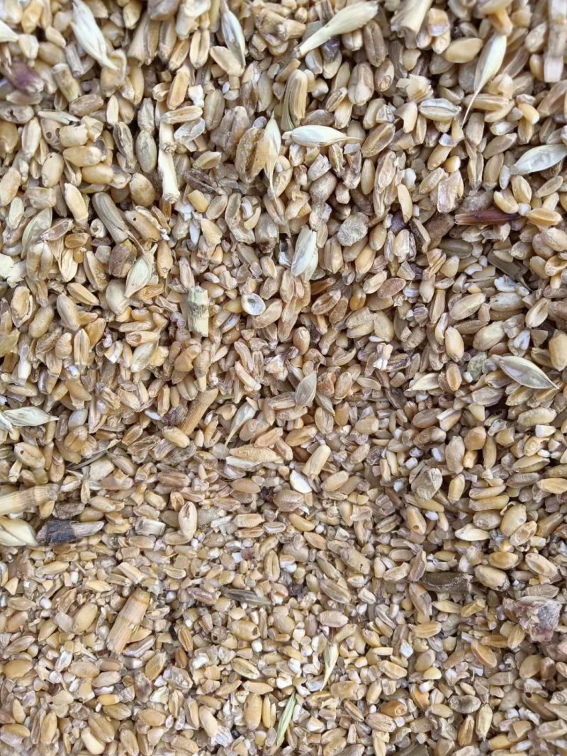 精选碎小麦，水分14%.霉变1%.量大优惠