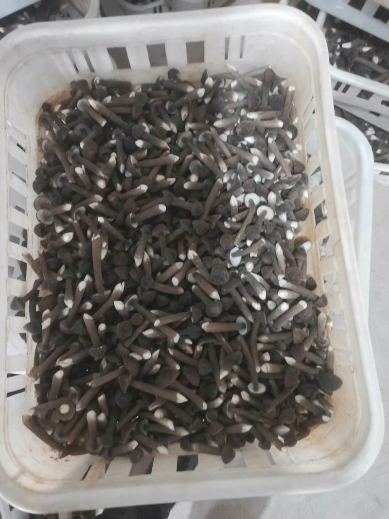 黑皮鸡枞菌鲜品直发常年供应量大从优诚信经营。