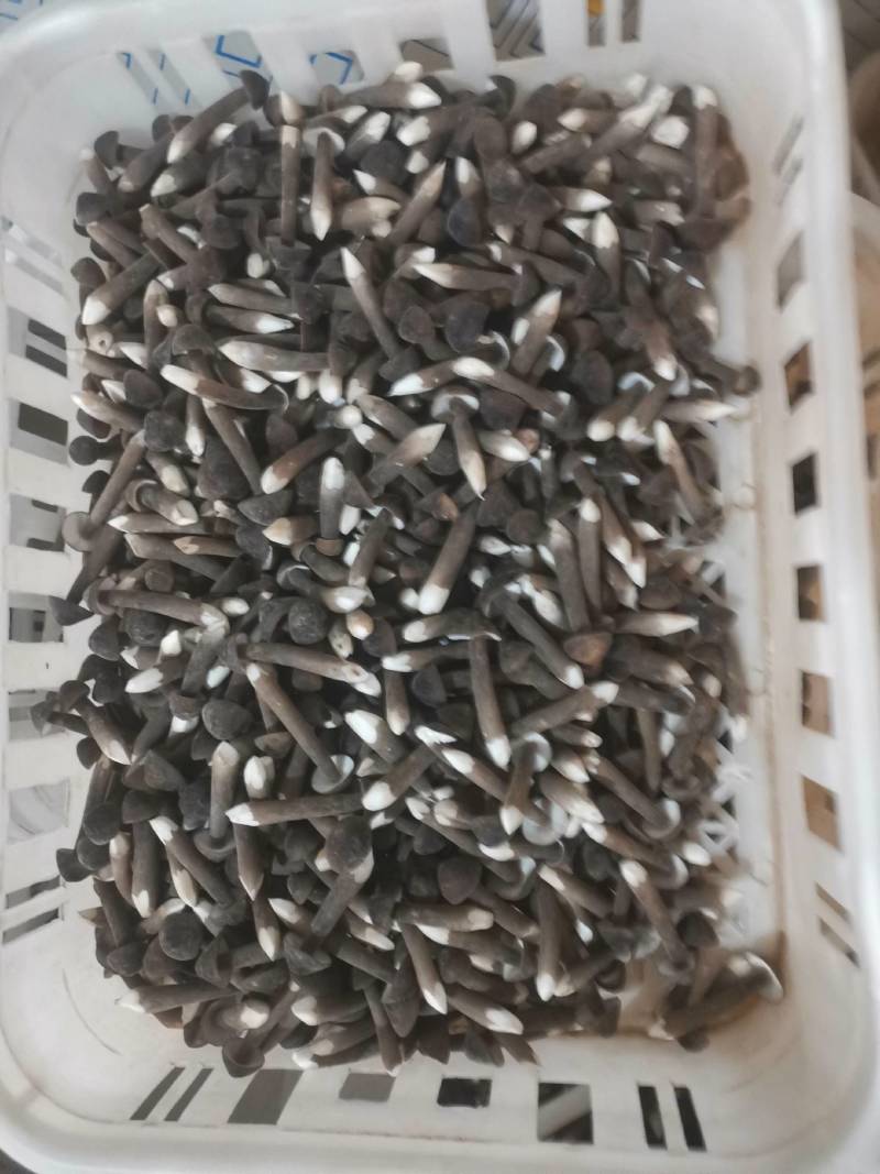 黑皮鸡枞菌鲜品直发常年供应量大从优诚信经营。