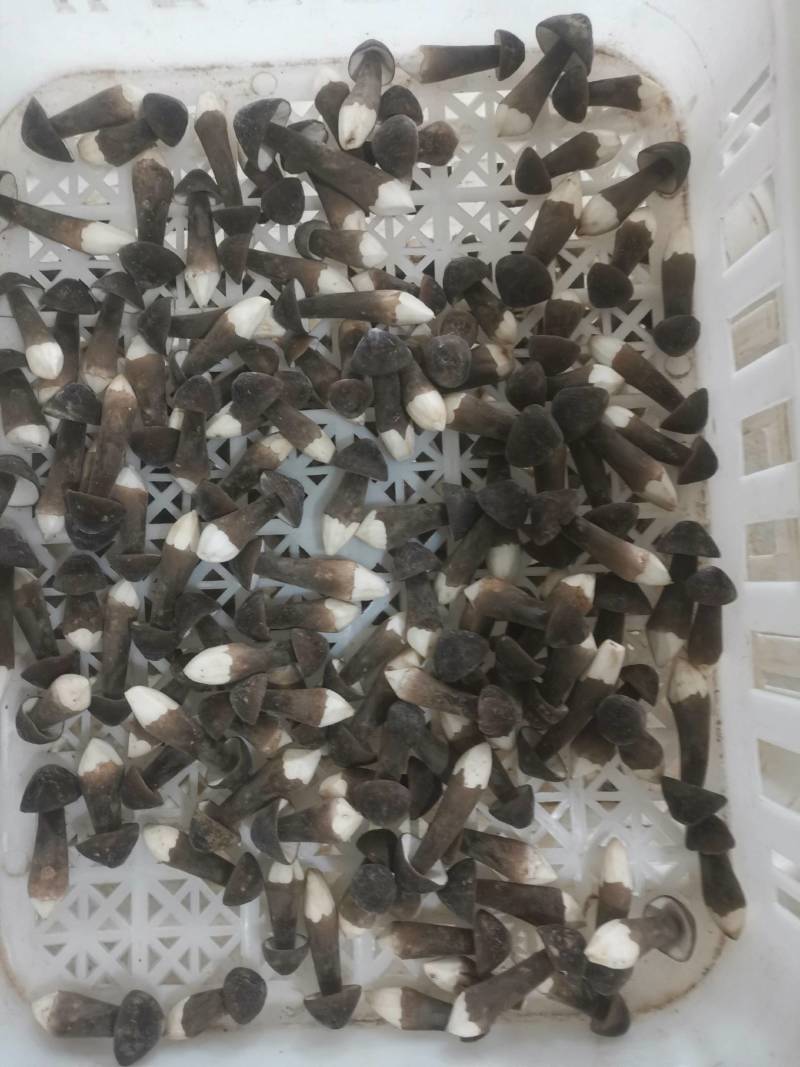 黑皮鸡枞菌鲜品直发常年供应量大从优诚信经营。