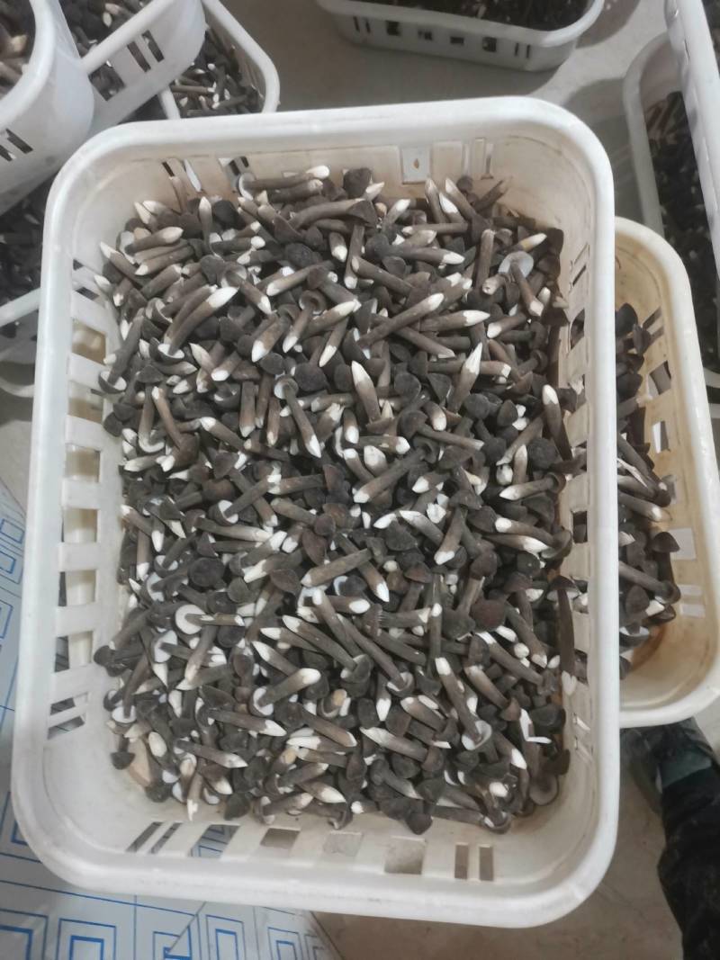 黑皮鸡枞菌鲜品直发常年供应量大从优诚信经营。