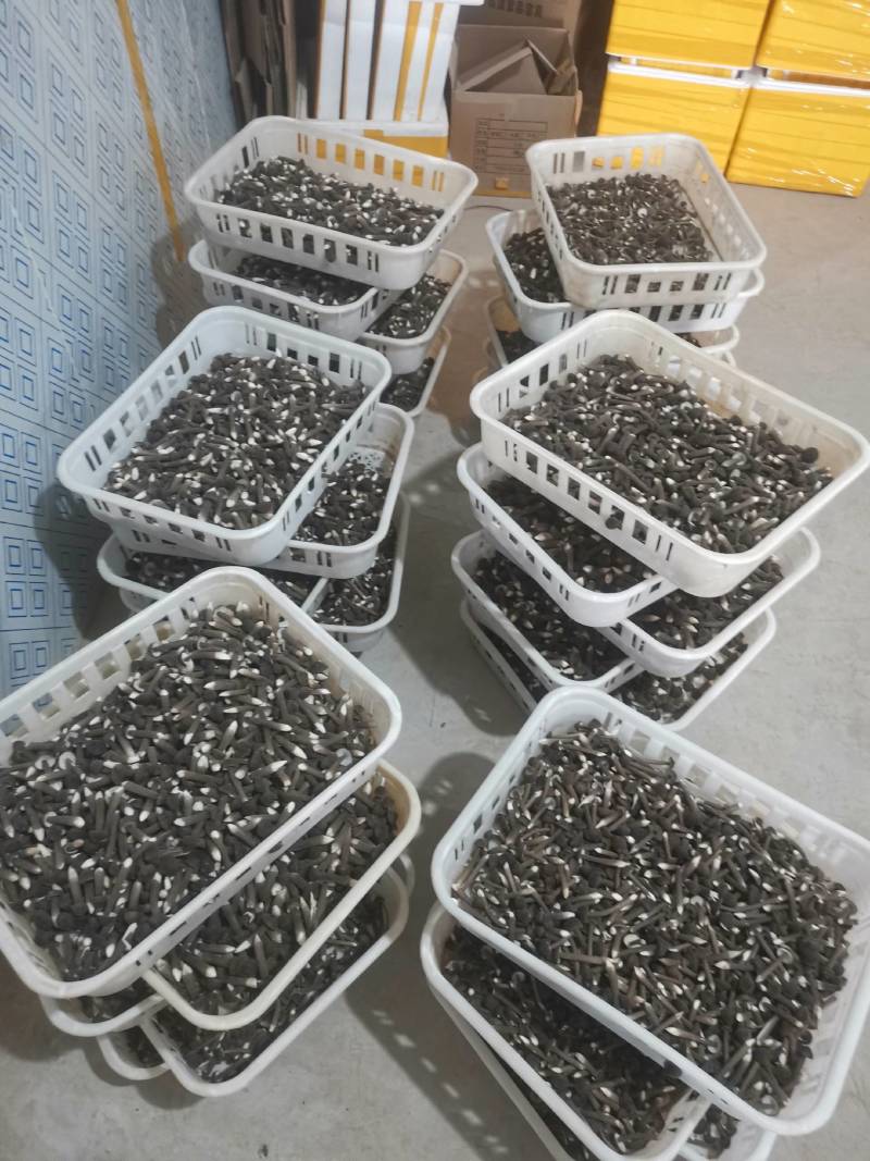 黑皮鸡枞菌鲜品直发常年供应量大从优诚信经营。