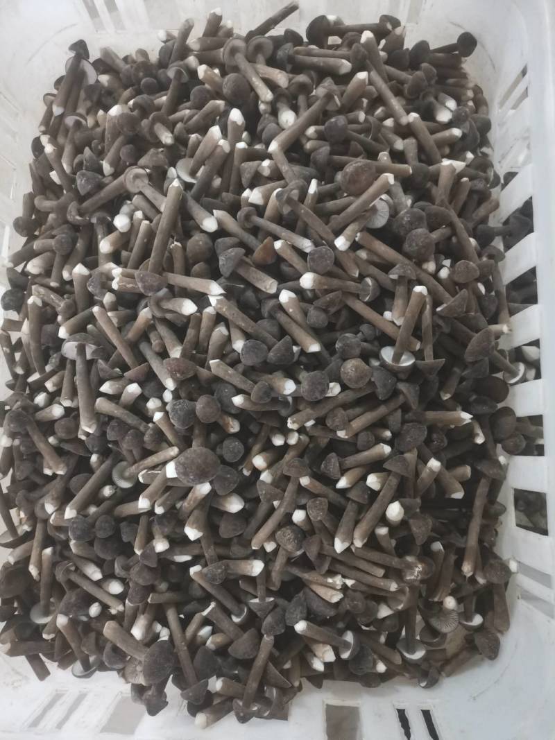 黑皮鸡枞菌鲜品直发常年供应量大从优诚信经营。