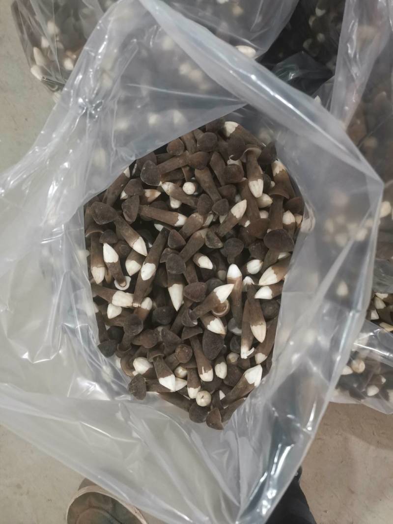 黑皮鸡枞菌鲜品直发常年供应量大从优诚信经营。