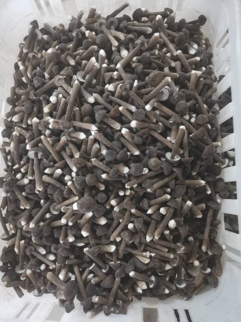 黑皮鸡枞菌鲜品直发常年供应量大从优诚信经营。