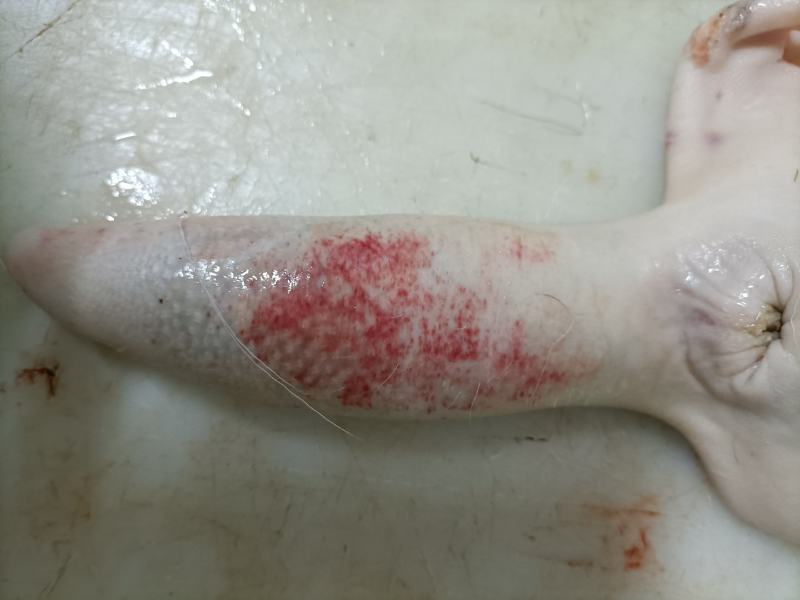 鹿尾！活鹿现杀，新鲜鹿尾！