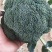 【推荐】焦作博爱西兰花，大量上市，小米粒，球型好，价格低