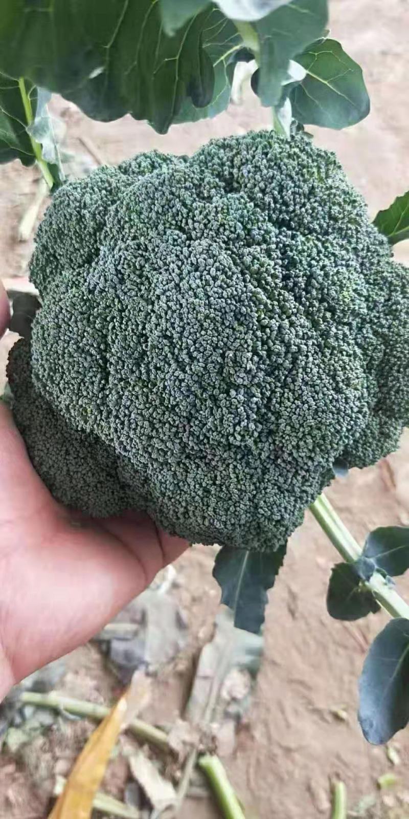 【推荐】焦作博爱西兰花，大量上市，小米粒，球型好，价格低