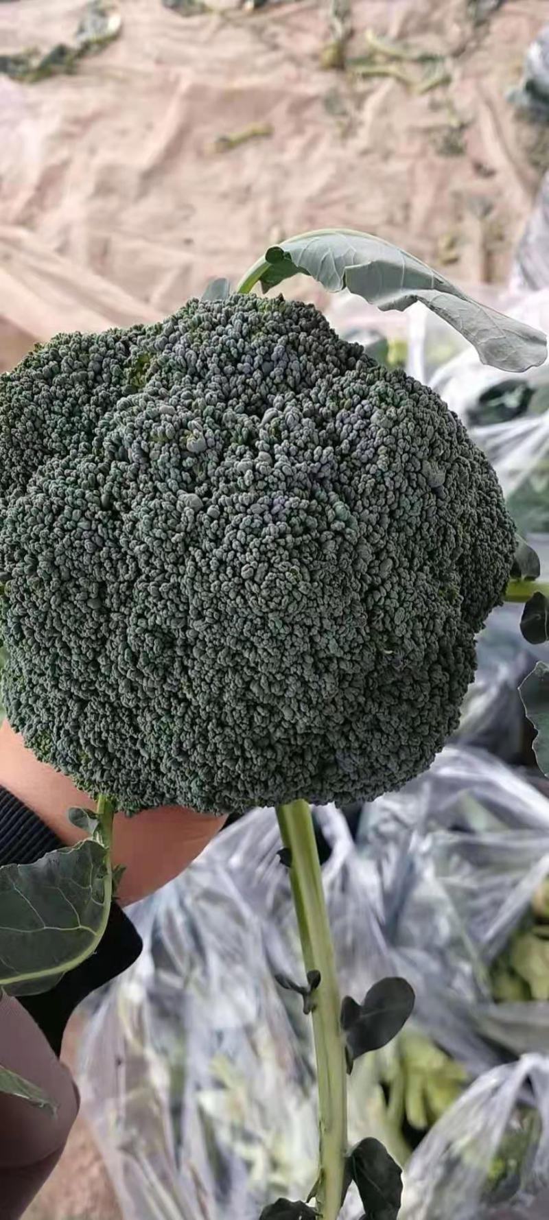 【推荐】焦作博爱西兰花，大量上市，小米粒，球型好，价格低