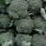 【推荐】焦作博爱西兰花，大量上市，小米粒，球型好，价格低