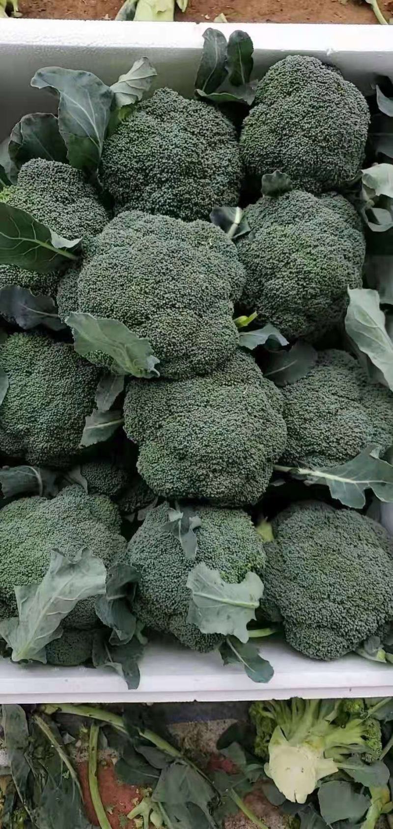 【推荐】焦作博爱西兰花，大量上市，小米粒，球型好，价格低