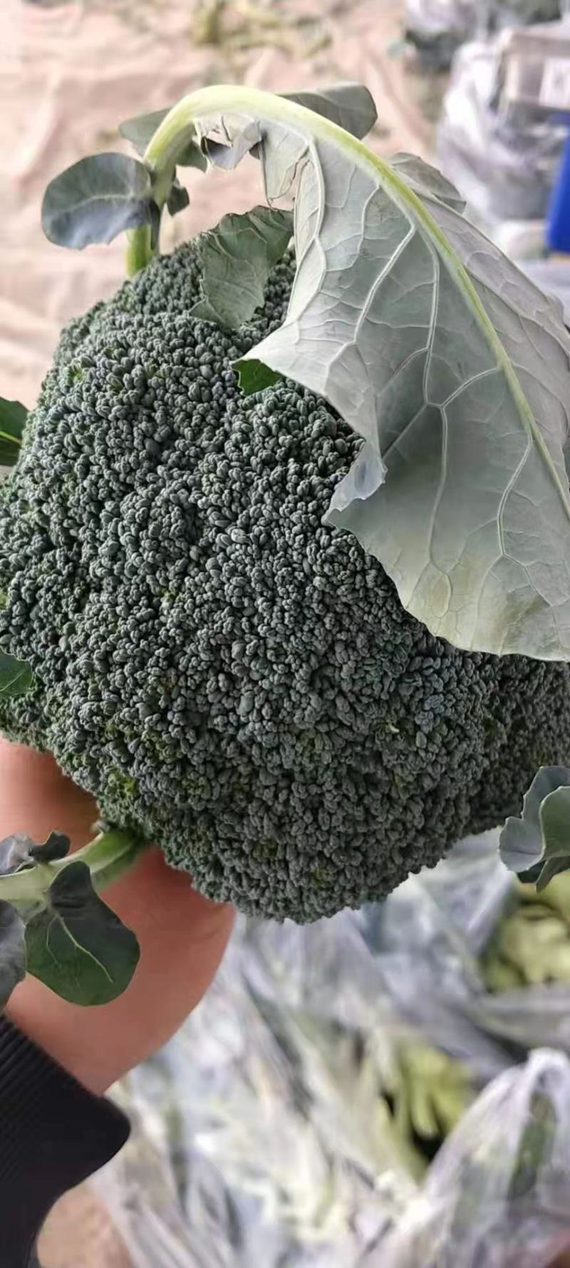 【推荐】焦作博爱西兰花，大量上市，小米粒，球型好，价格低