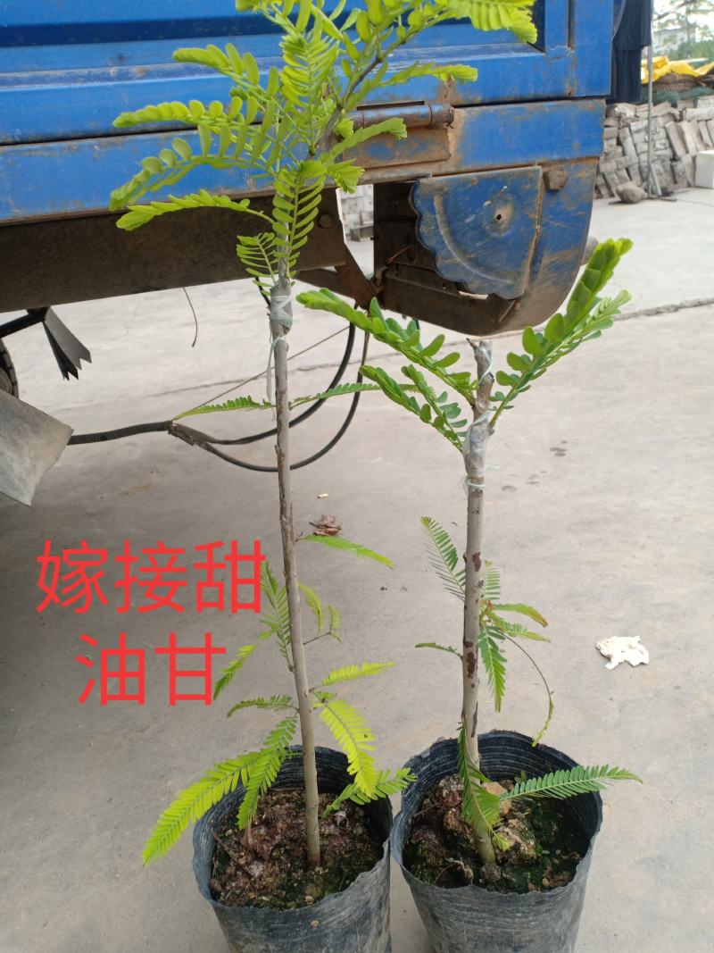 嫁接油甘苗大粒甜余甘苗，小袋苗，实生苗…