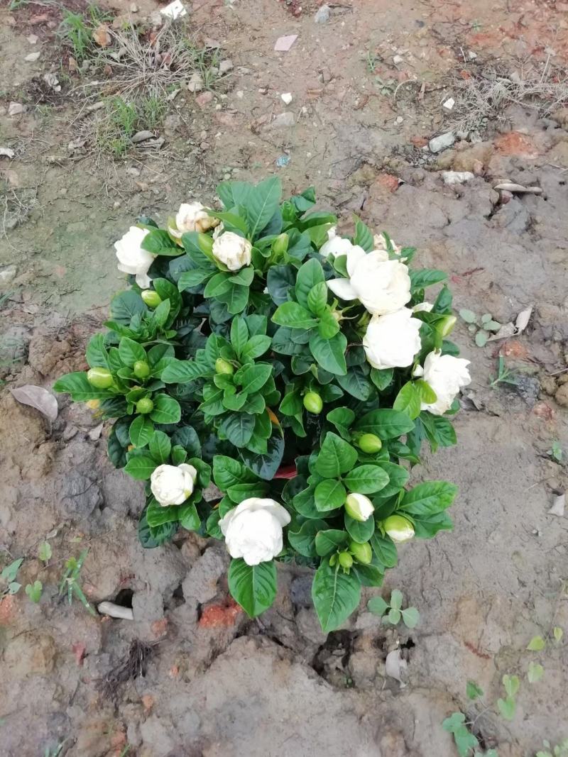栀子花