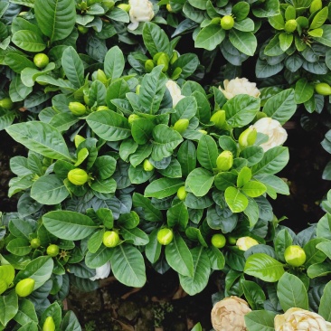 栀子花