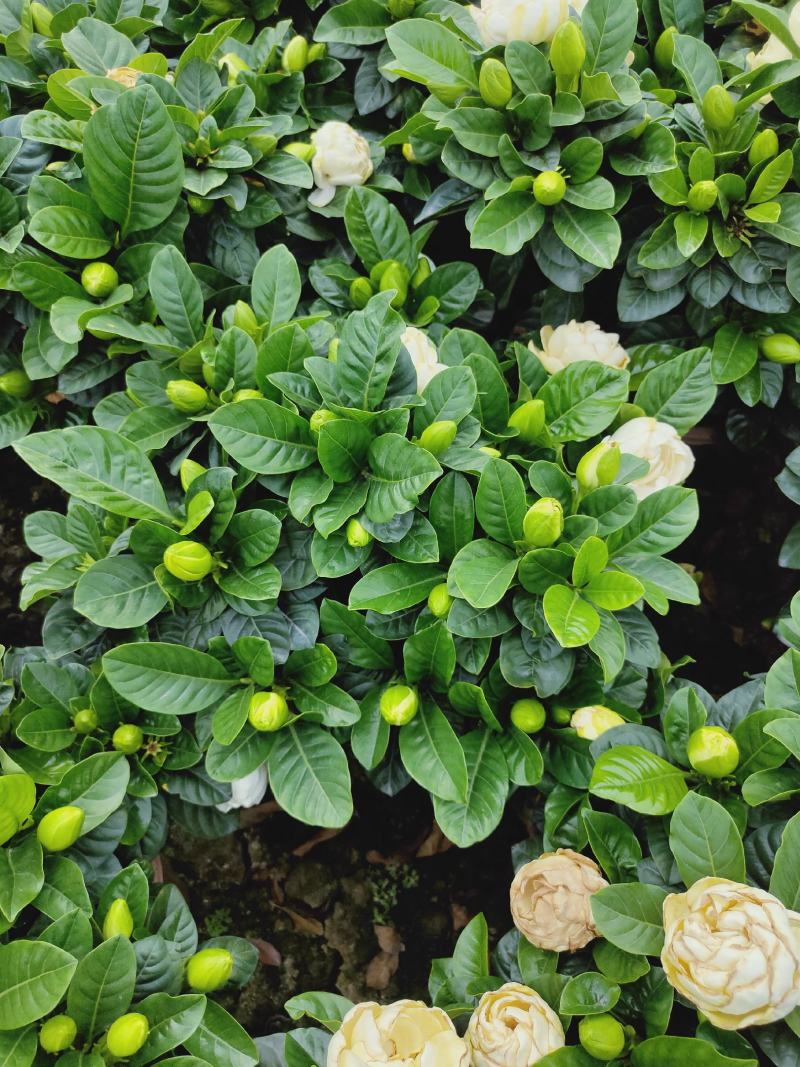 栀子花