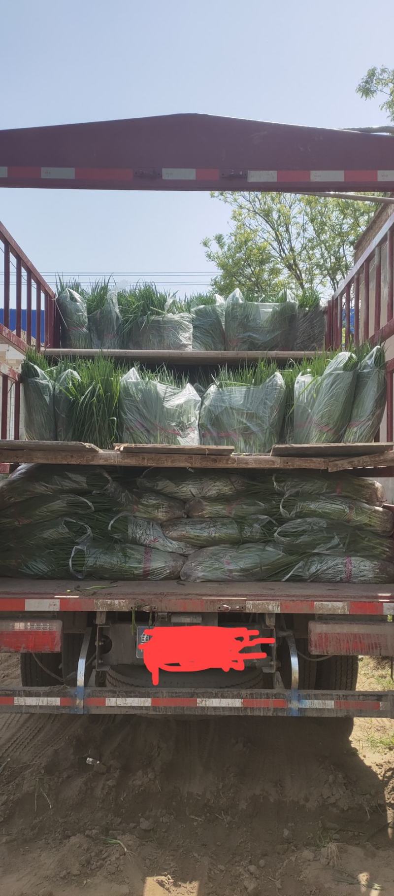 陕西大荔长白大葱葱苗！伟二，民丰，90白保证品种纯度！
