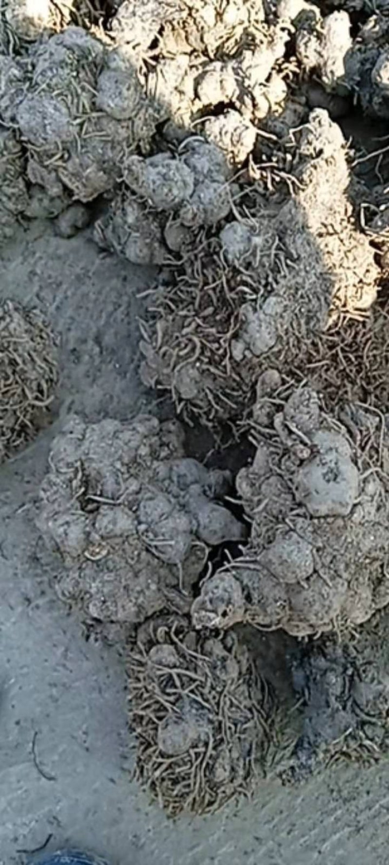 苍术野生苍术大别山野生中药材苍术可批发零售