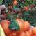 大叶枳壳头(枳橙头)大果有籽沃柑苗特早熟着色快均匀果大