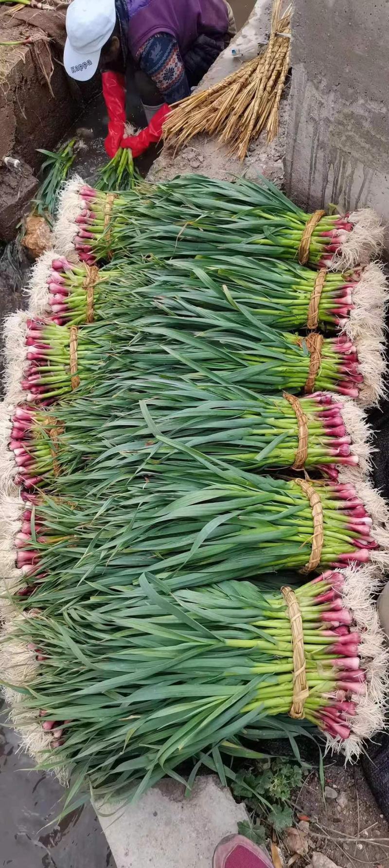 红根蒜苗