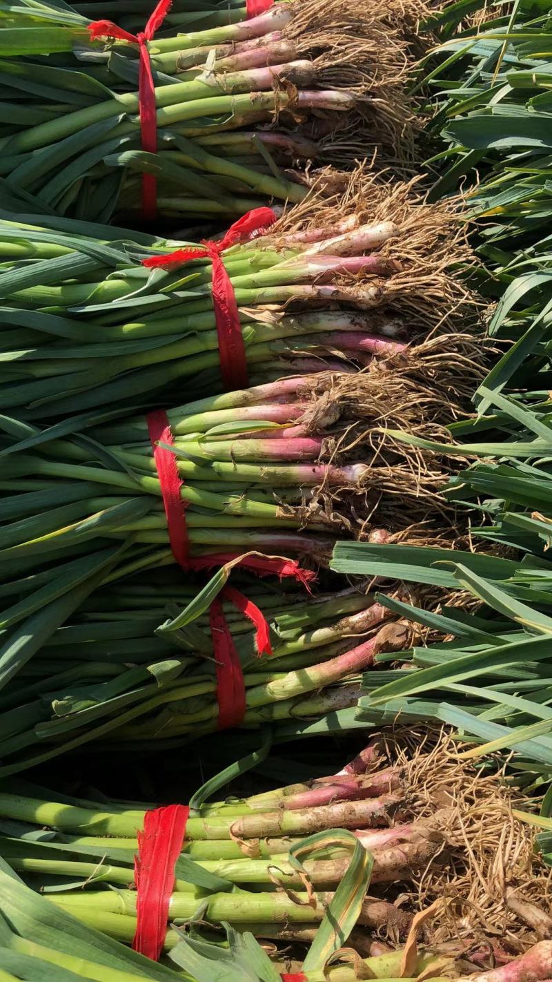 抚宁红根窄叶蒜苗4月中旬大量上市