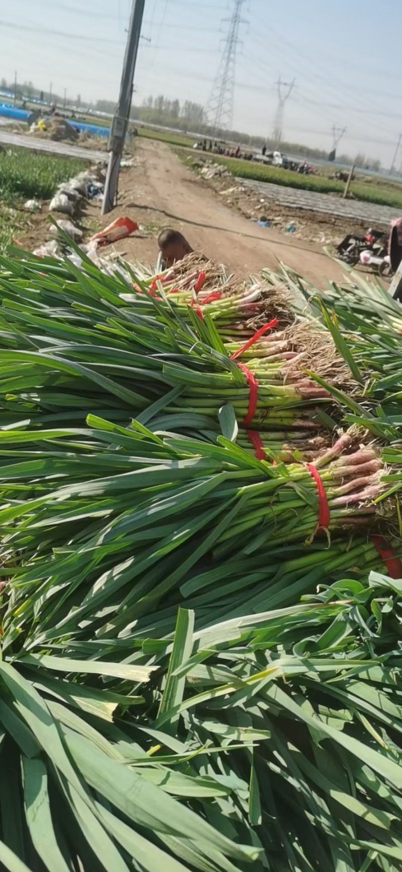 抚宁红根窄叶蒜苗4月中旬大量上市