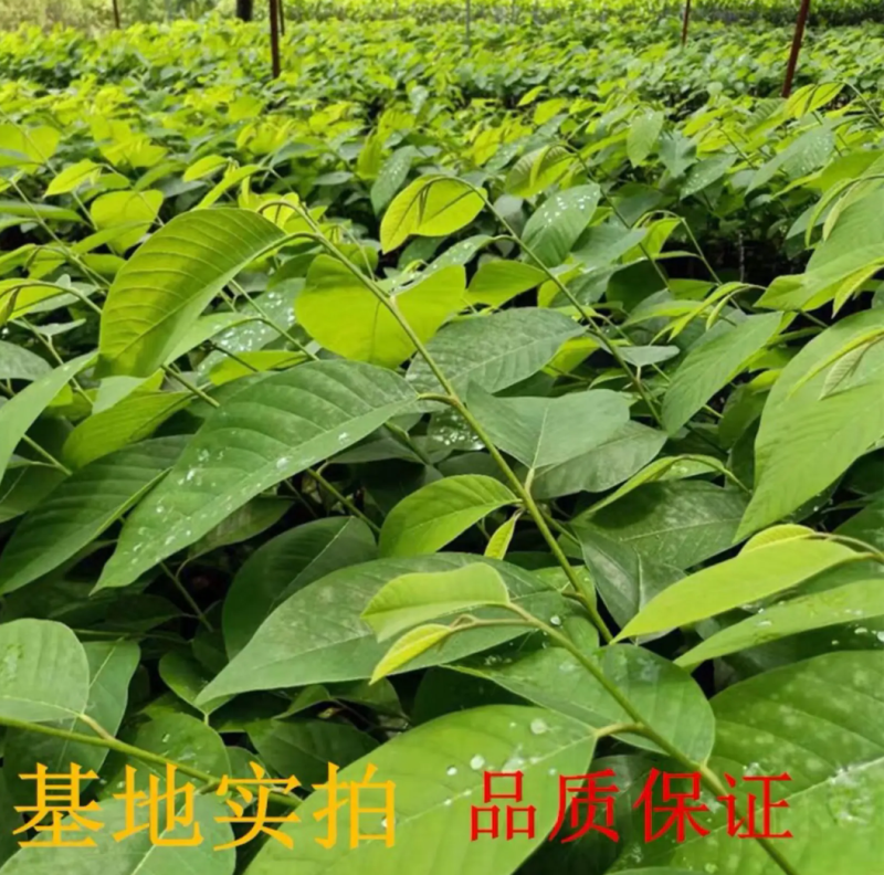 新品种榴莲释迦果苗嫁接苗正品苗榴莲释迦果苗包邮