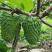 新品种榴莲释迦果苗嫁接苗正品苗榴莲释迦果苗包邮