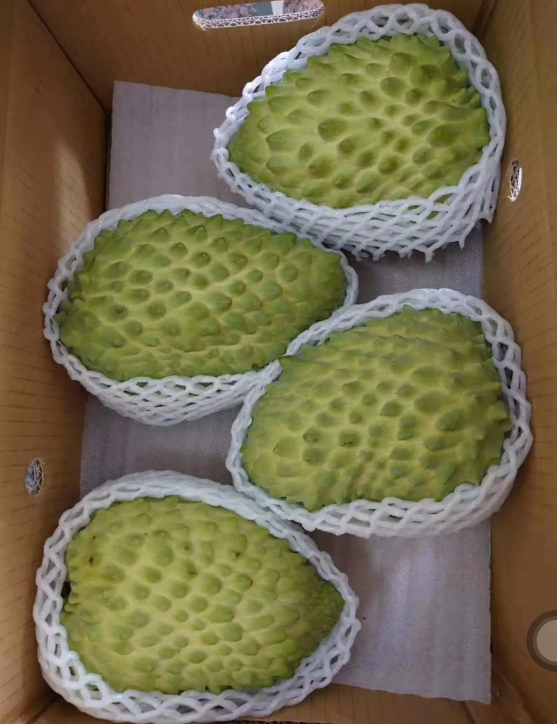 新品种榴莲释迦果苗嫁接苗正品苗榴莲释迦果苗包邮